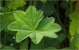 Alchemilla xanthochlora. Лист. Московская обл., Раменский р-н, окр. дер. Хрипань, садовый участок. 22.06.2026.