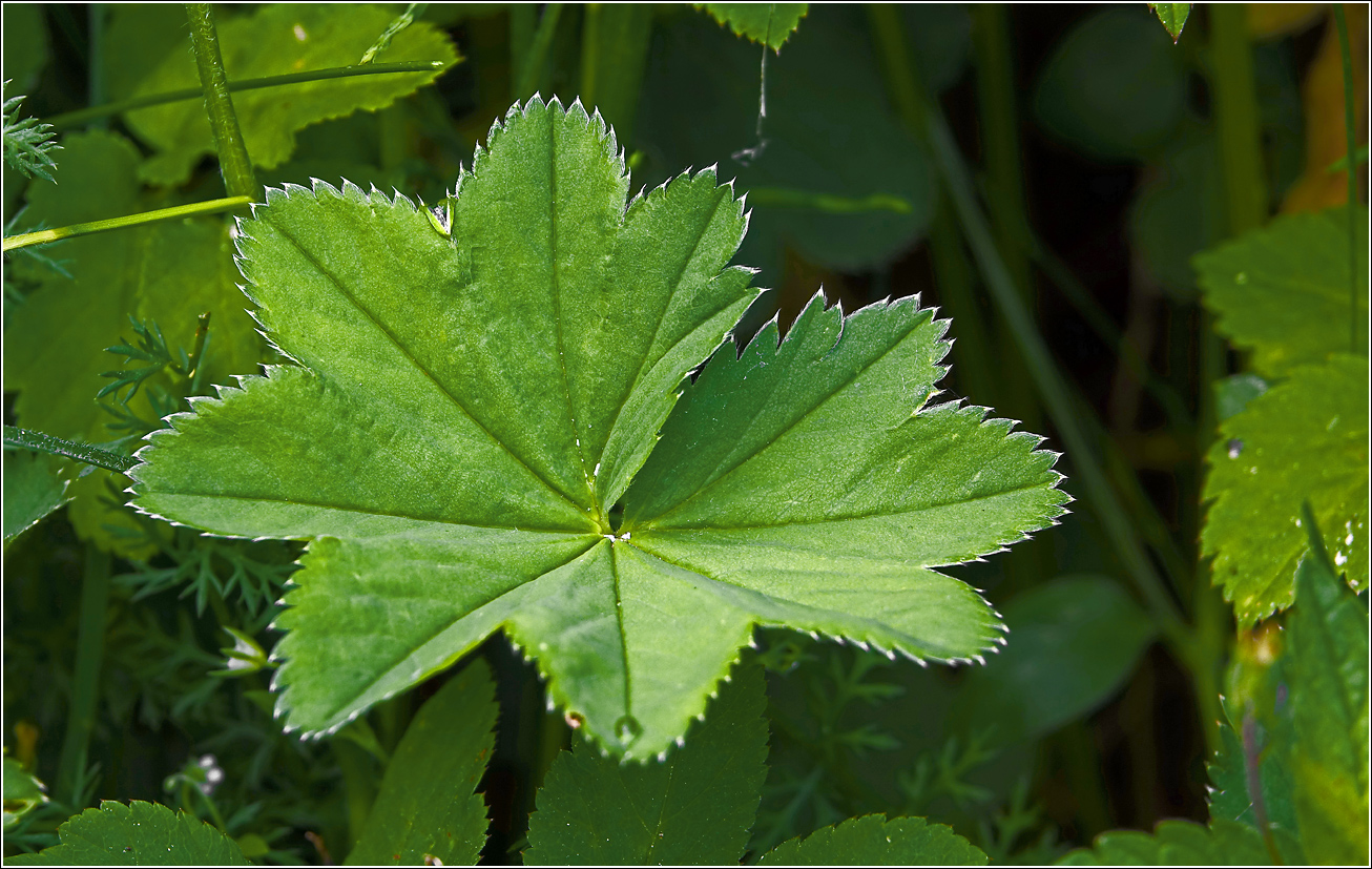 Image of Alchemilla xanthochlora specimen.