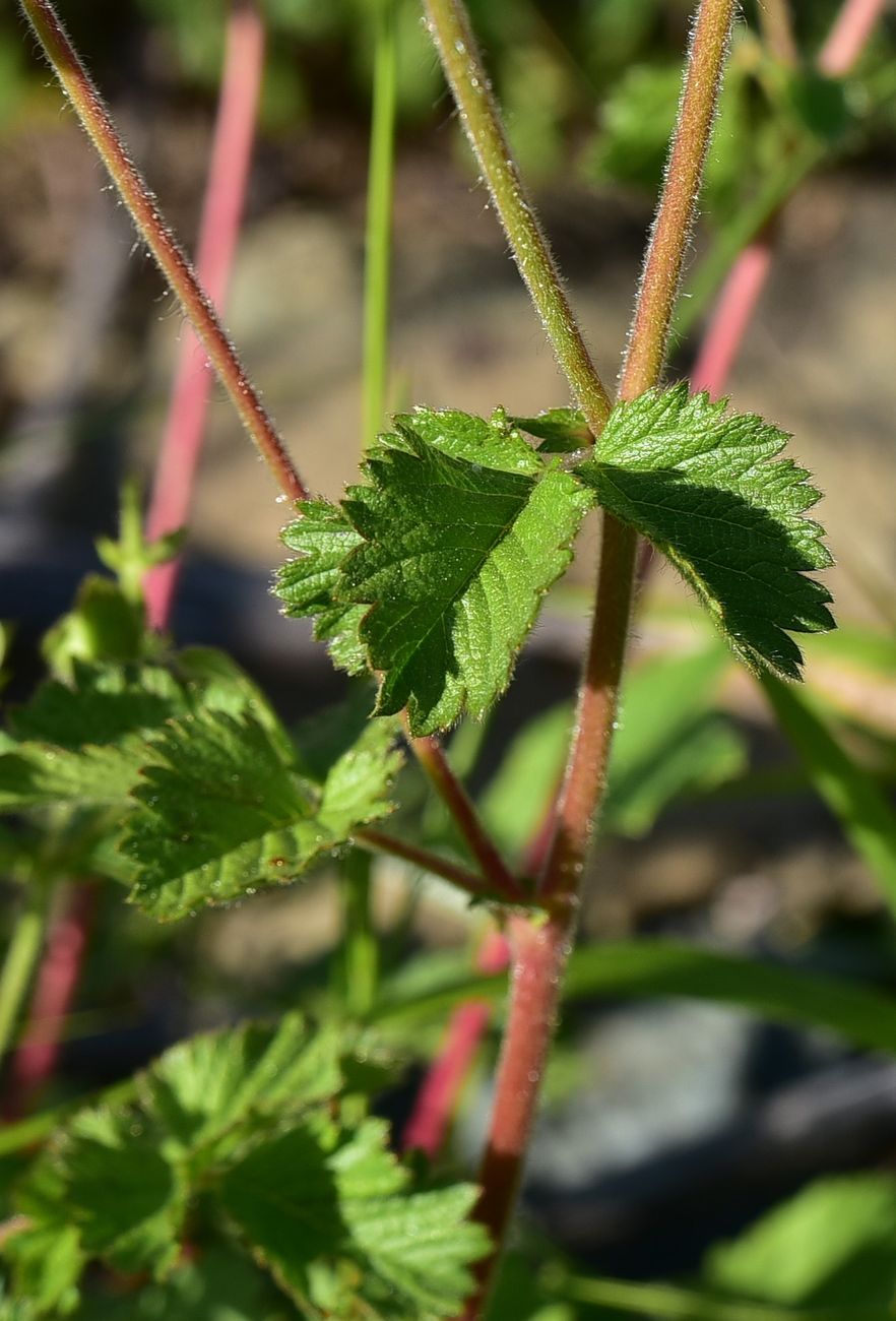 Image of Potentilla foliosa specimen.