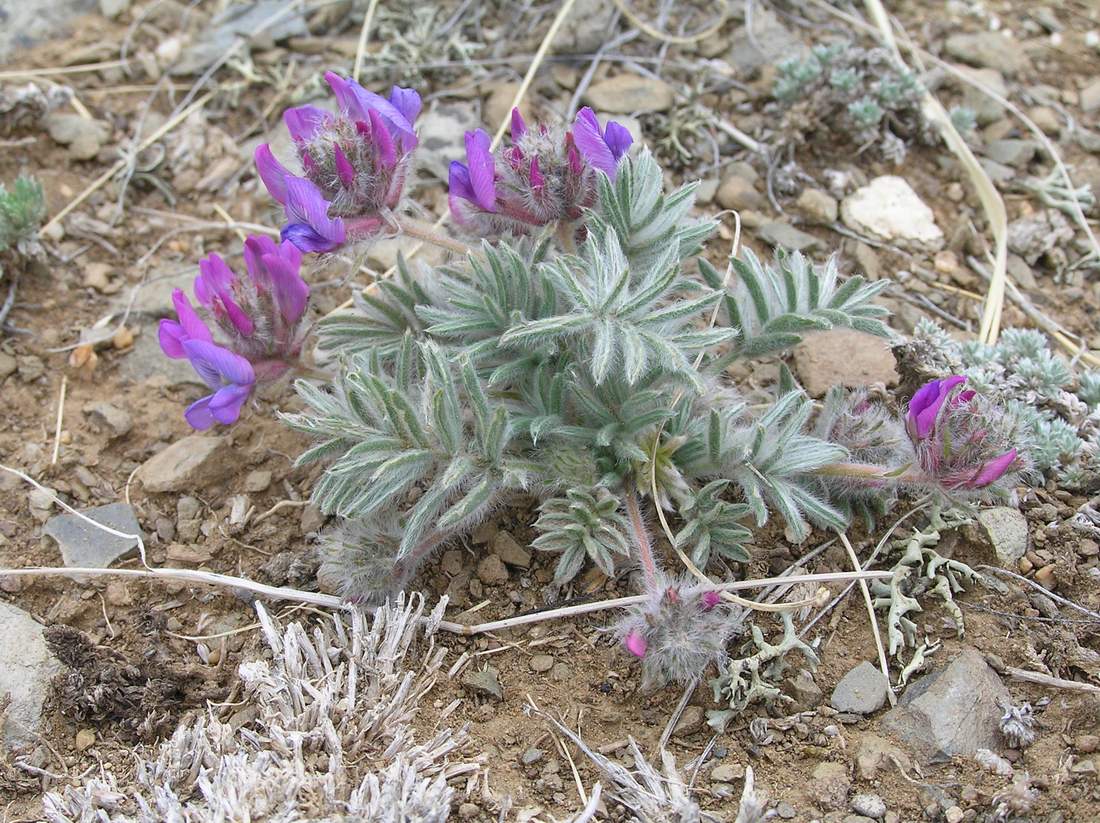 Изображение особи Oxytropis pumila.