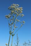 Valeriana officinalis