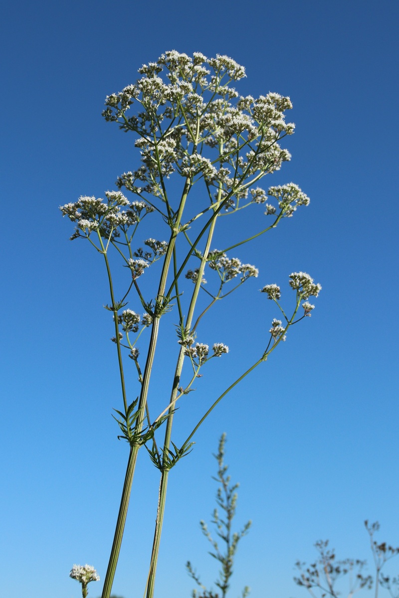 Image of Valeriana officinalis specimen.