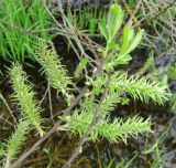 Salix &times; puberula