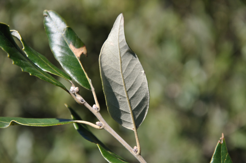 Изображение особи Quercus ilex.