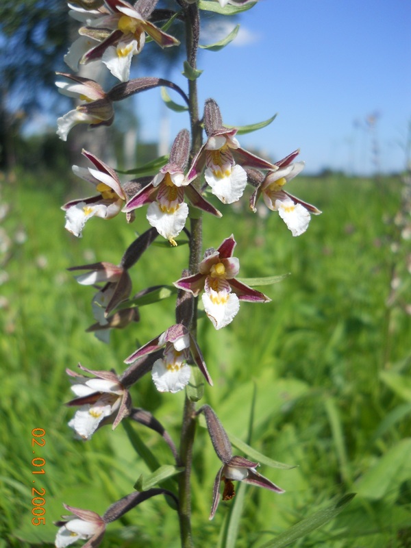 Image of Epipactis palustris specimen.