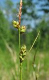 Carex globularis