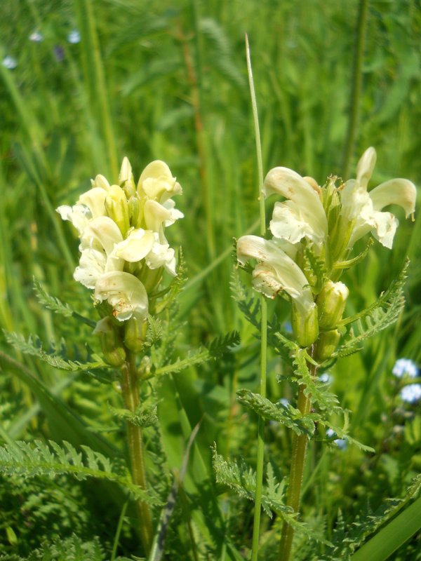 Image of Pedicularis sibirica specimen.