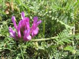 Astragalus onobrychis. Соцветие. Крым, Севастополь, Балаклавский р-н, Ласпи. 15 мая 2011 г.