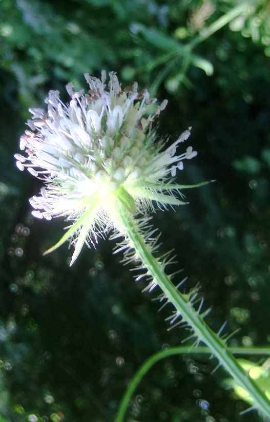 Image of Dipsacus pilosus specimen.