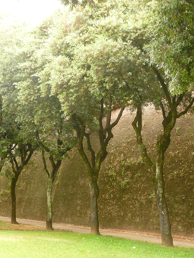 Image of Quercus ilex specimen.