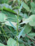 Achillea ptarmica var. multiplex