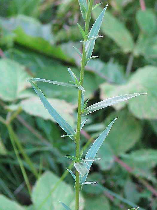 Image of Achillea ptarmica var. multiplex specimen.