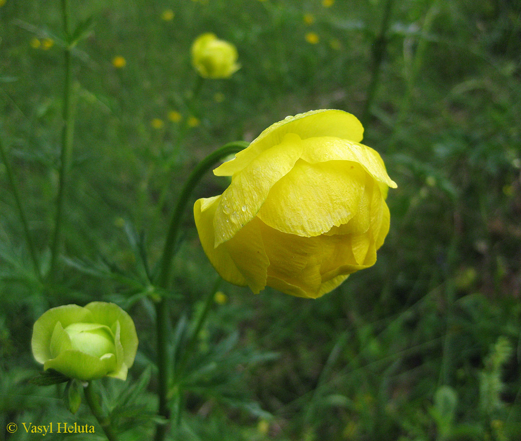 Изображение особи Trollius altissimus.