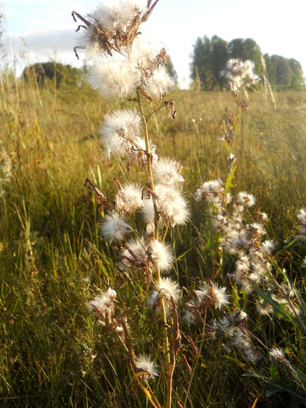 Изображение особи Lactuca tatarica.