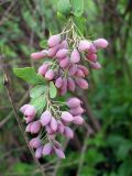 Berberis integerrima