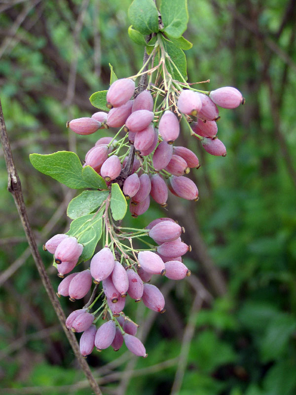 Изображение особи Berberis integerrima.