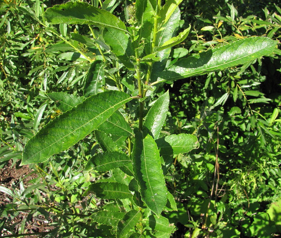 Изображение особи Salix × tetrapla.