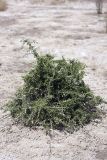 Lycium ruthenicum. Растение на солончаковой почве. Таджикистан, заповедник \"Тигровая балка\", северная часть. 17.04.2011.