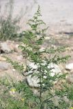 Artemisia annua