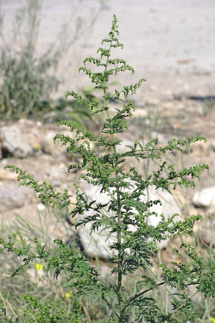 Изображение особи Artemisia annua.