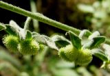 Cynoglossum creticum. Плоды. Копетдаг, Чули, берег речки. Июнь 2011 г.