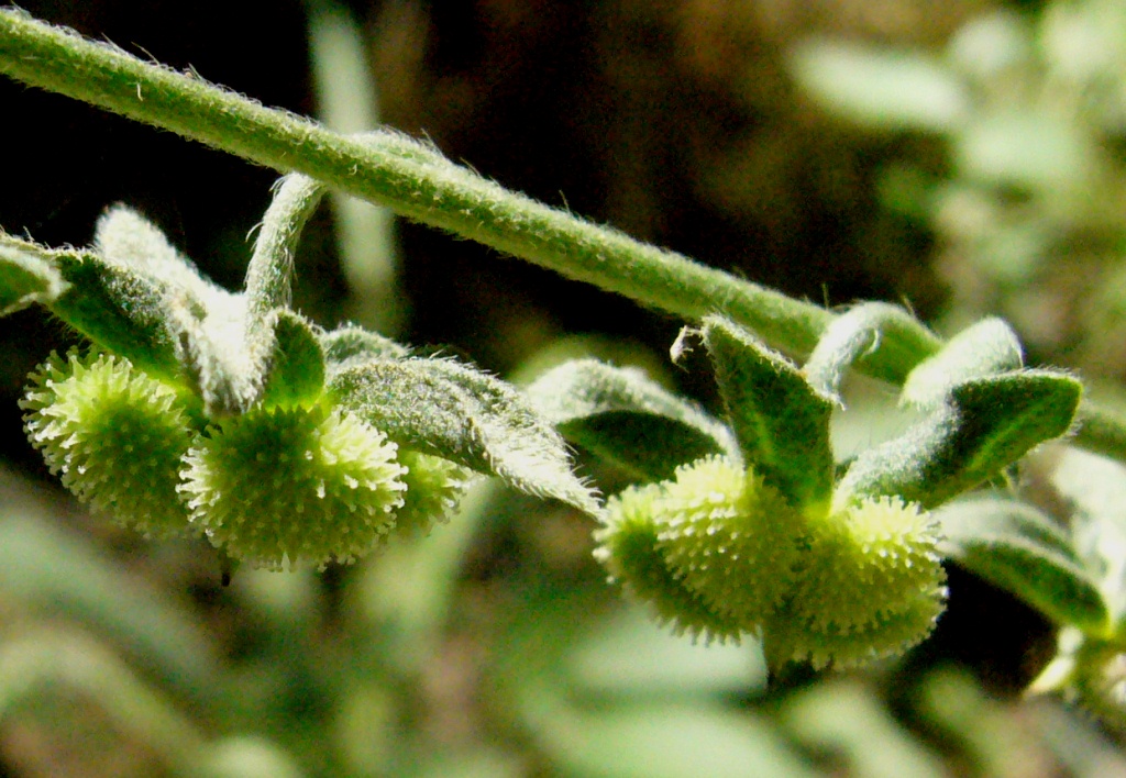 Image of Cynoglossum creticum specimen.