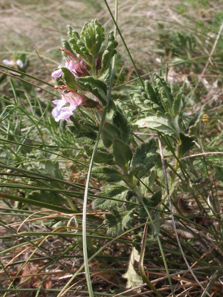 Image of Teucrium chamaedrys specimen.