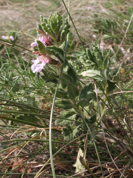 Изображение особи Teucrium chamaedrys.