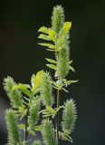 Salix myrsinifolia