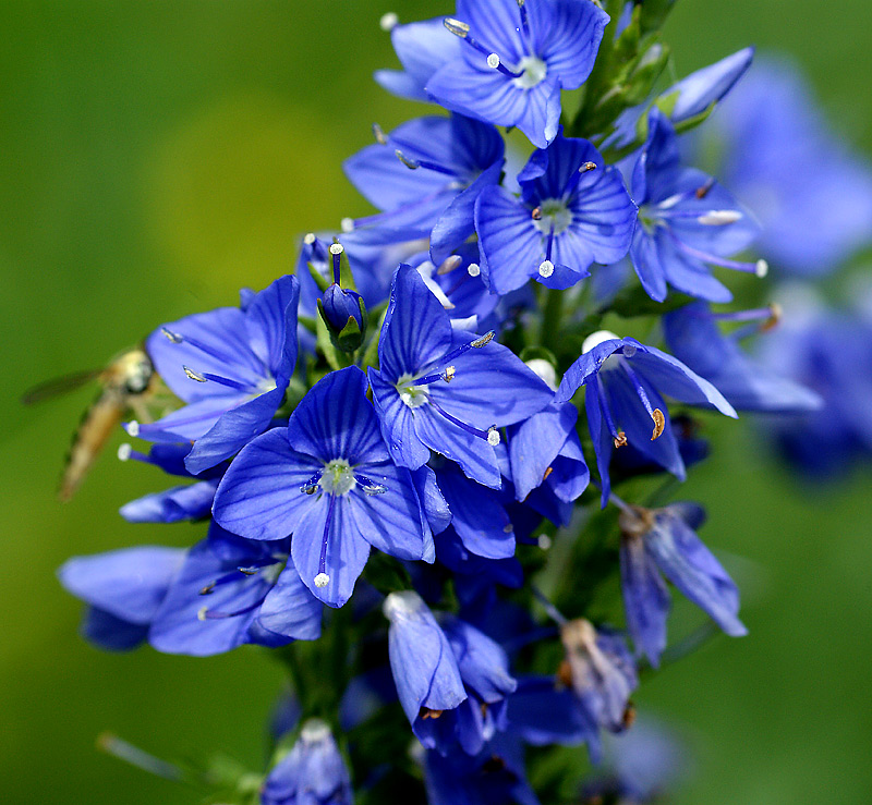 Изображение особи Veronica teucrium.