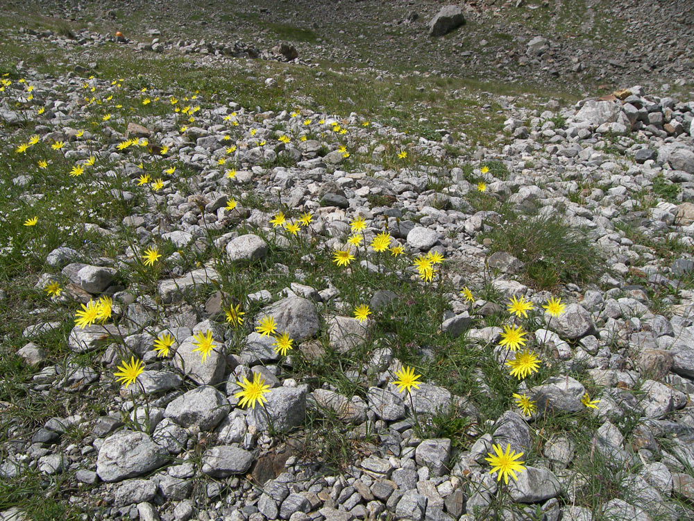 Изображение особи Tragopogon reticulatus.