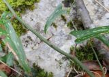 Smilax aspera