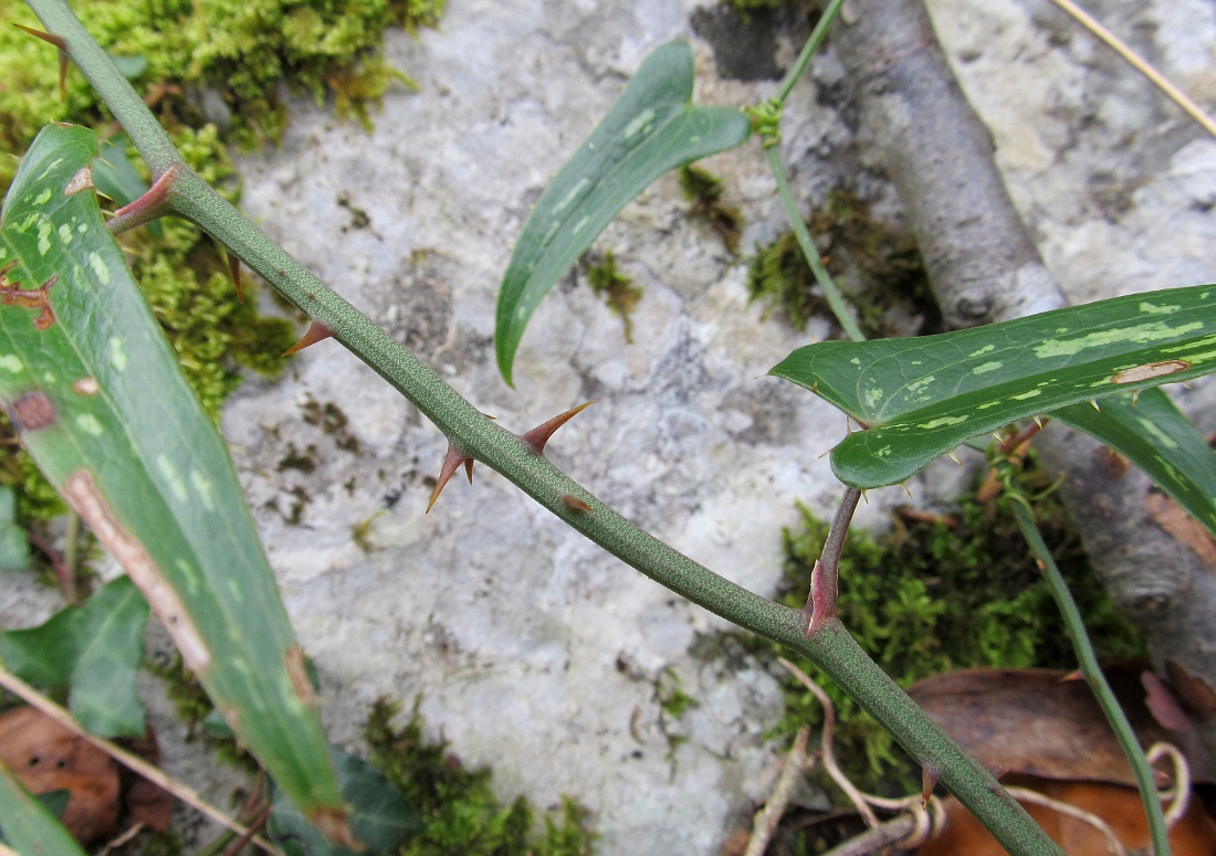 Изображение особи Smilax aspera.