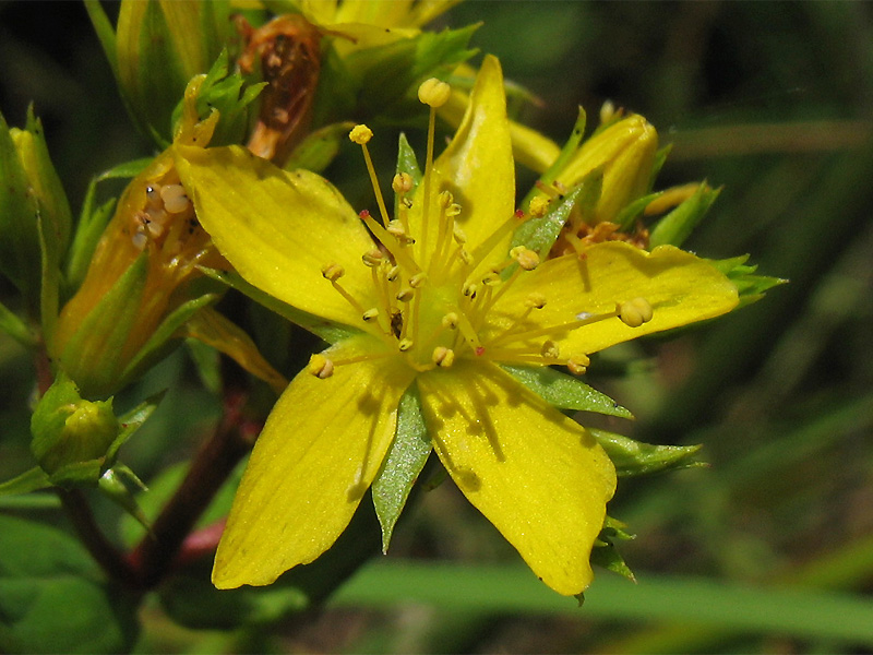 Image of Hypericum tetrapterum specimen.