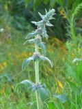 Stachys germanica