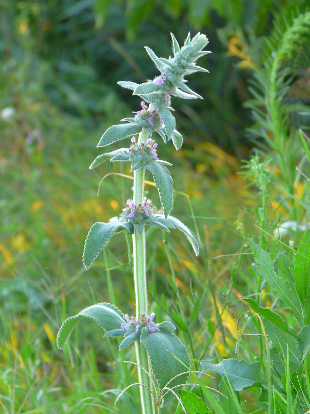 Изображение особи Stachys germanica.