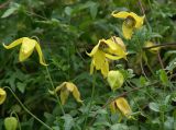 Clematis tangutica. Побеги с цветками и бутонами (культивар). Московская обл., дачный участок. 24.09.2005.