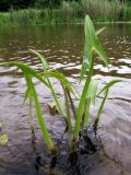 Sagittaria sagittifolia