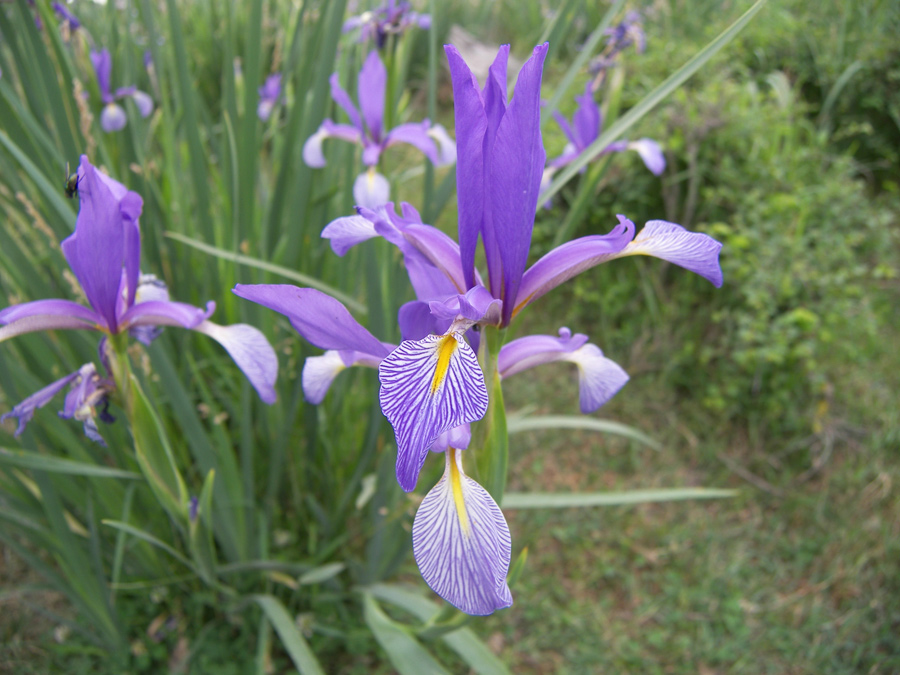 Изображение особи Iris musulmanica.