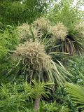 genus Cordyline. Верхушка цветущего растения. Краснодарский край, Сочи, Адлер, в озеленении. 12.06.2007.