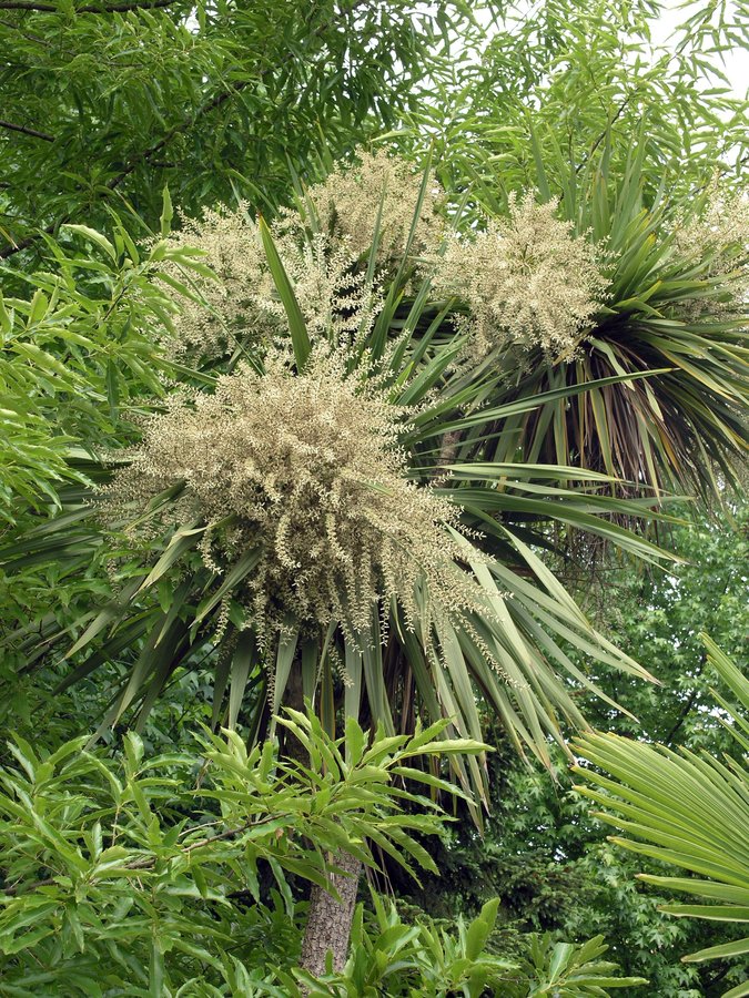 Image of genus Cordyline specimen.