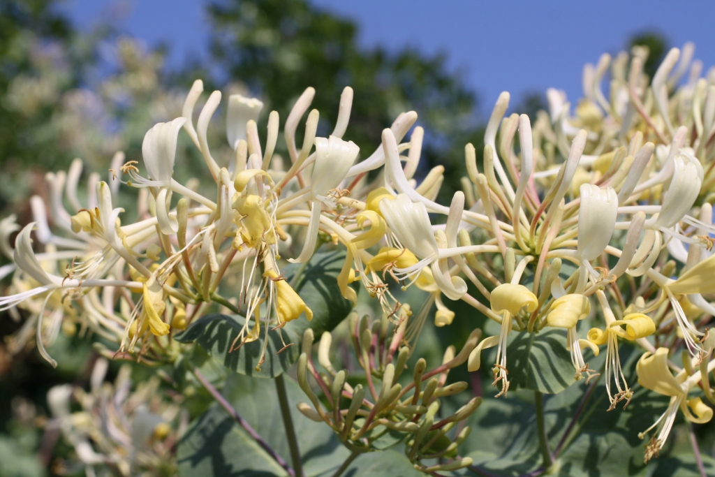 Изображение особи Lonicera etrusca.
