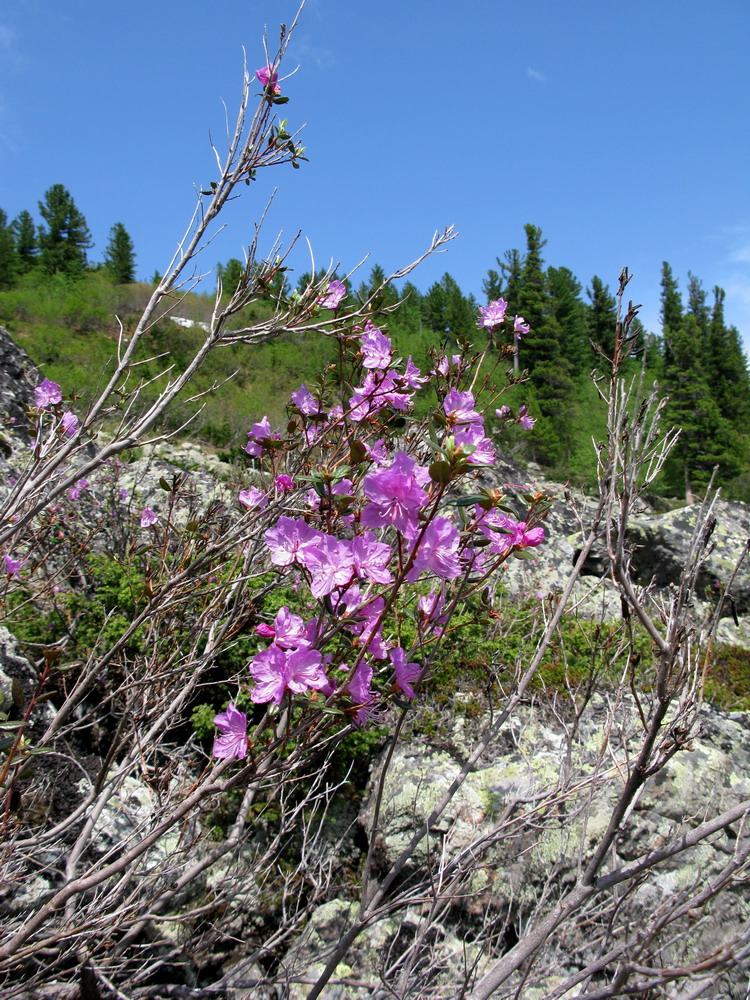 Image of Rhododendron ledebourii specimen.