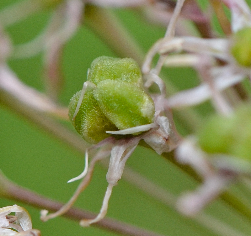 Изображение особи Allium tel-avivense.