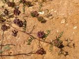 Hippocrepis multisiliquosa