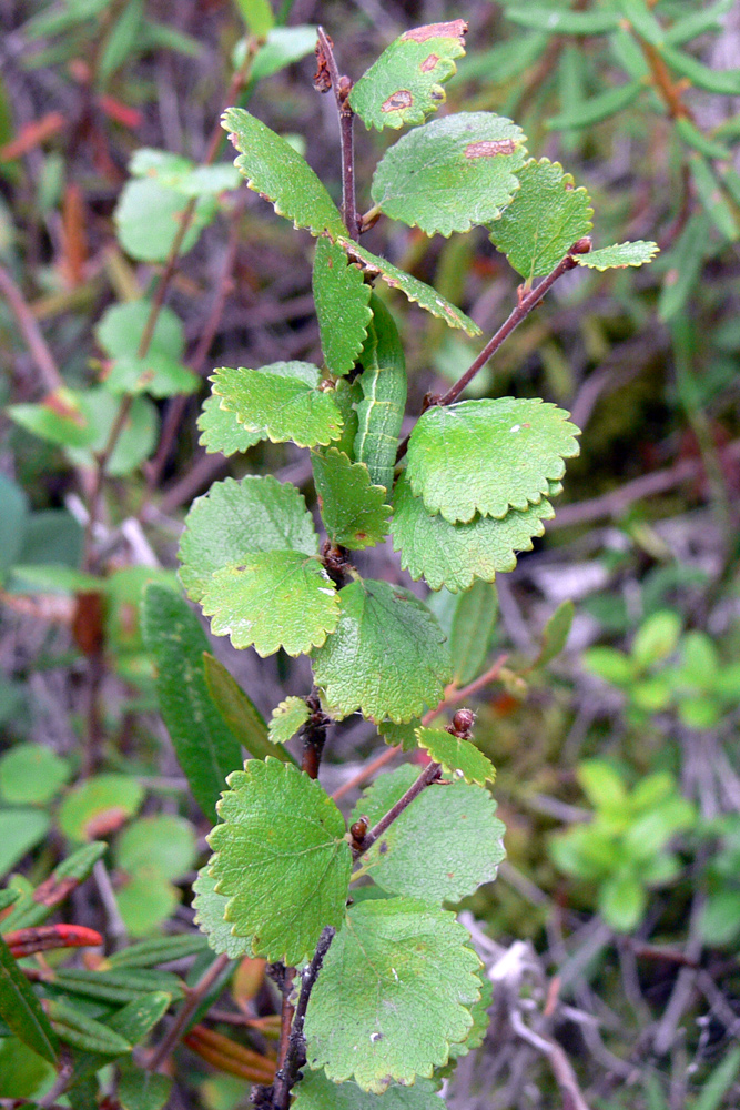 Image of Betula nana specimen.