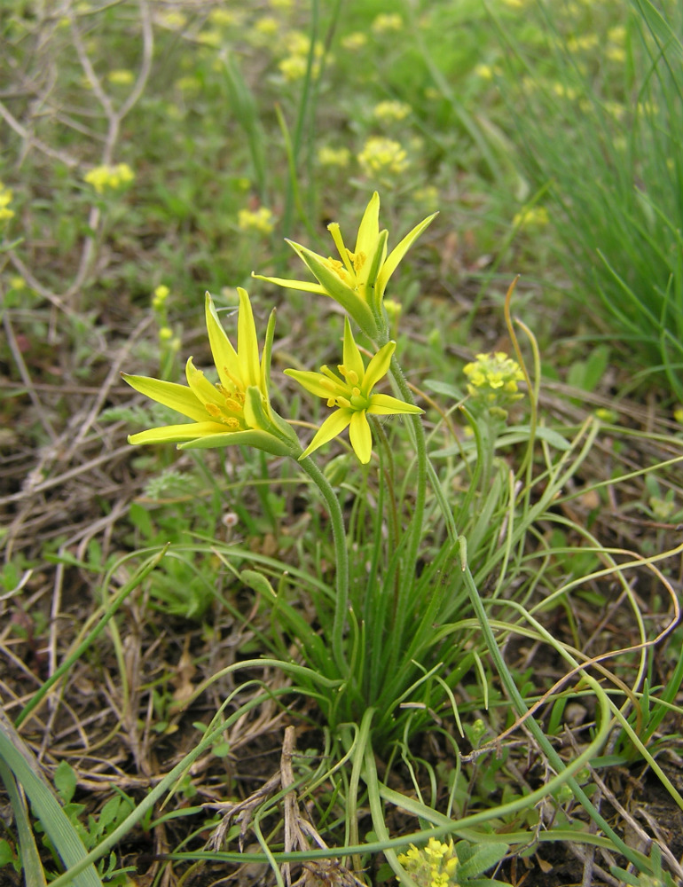 Изображение особи Gagea bulbifera.