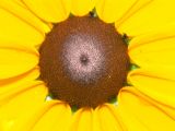 Rudbeckia hirta. Соцветие (центральная часть). Московская обл., дачный участок. 15.07.2005.