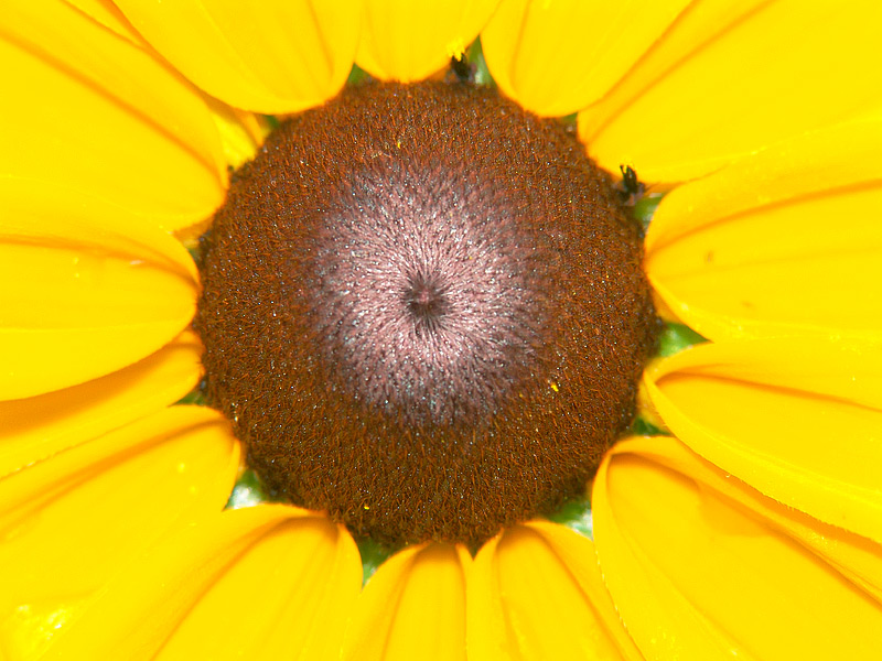 Image of Rudbeckia hirta specimen.