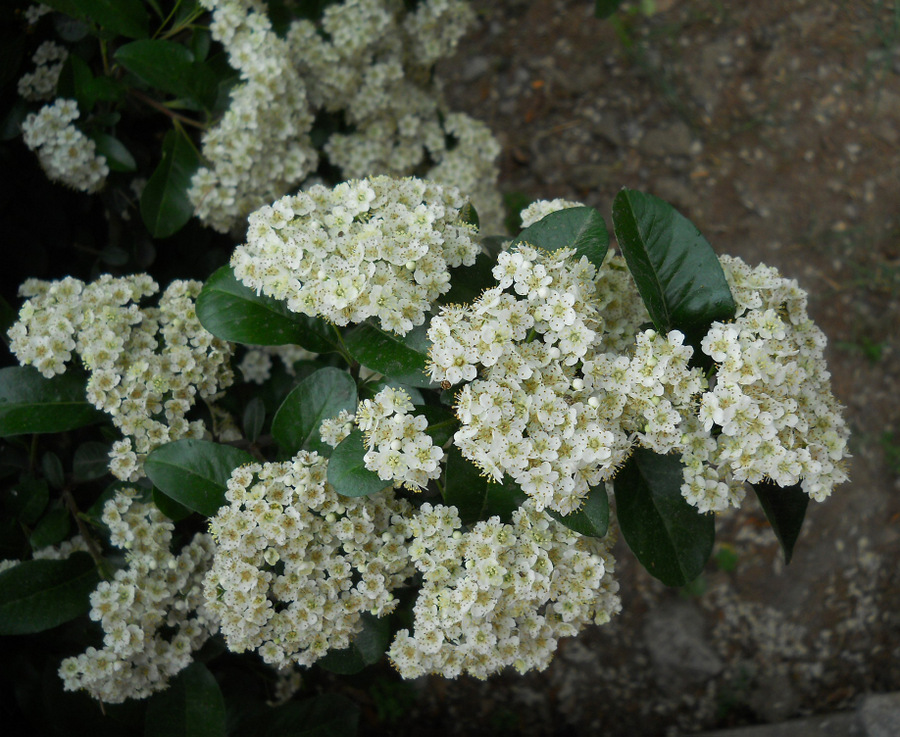 Изображение особи род Pyracantha.
